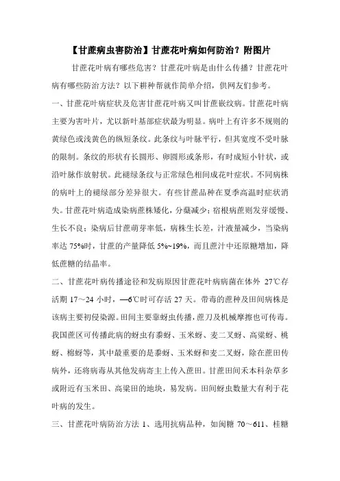 【甘蔗病虫害防治】甘蔗花叶病如何防治？附图片