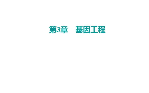 高中生物新人教版选择性必修3重组DNA技术的基本工具课件(25张)