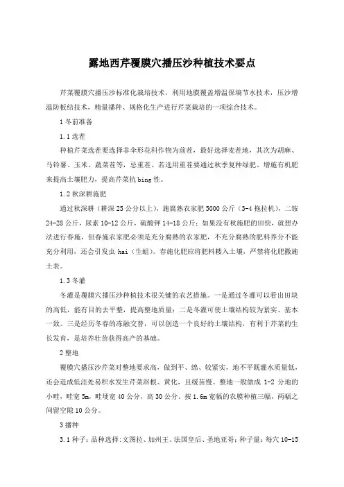 露地西芹覆膜穴播压沙种植技术要点
