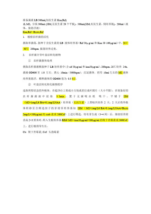 农杆菌介导的烟草转化