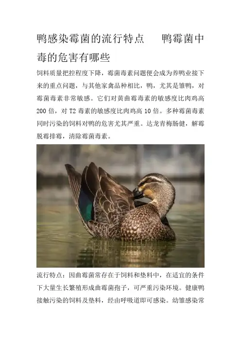 鸭感染霉菌的流行特点   鸭霉菌中毒的危害有哪些