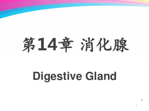 消化腺《组织学与胚胎学》  ppt课件