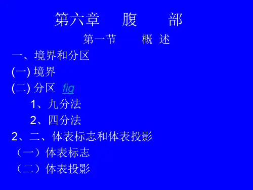 第六章腹部腹前外侧区