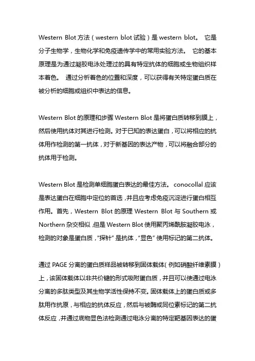 westernblot原理及步骤