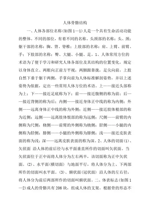 人体骨骼结构