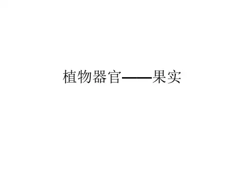 植物器官——果实