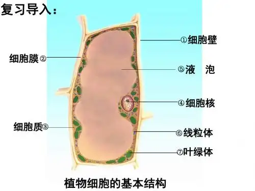 苏教版初中生物七上第2单元第三章第二节《人和动物细胞的结构和功能》课件(共23张PPT) (1)