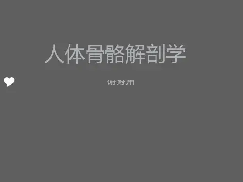 人体骨骼解剖学