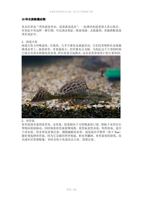 10种水族除藻动物