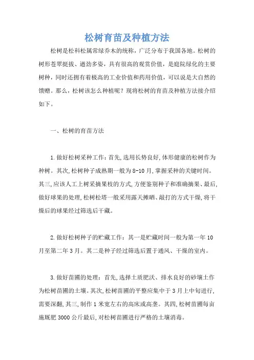松树育苗及种植方法