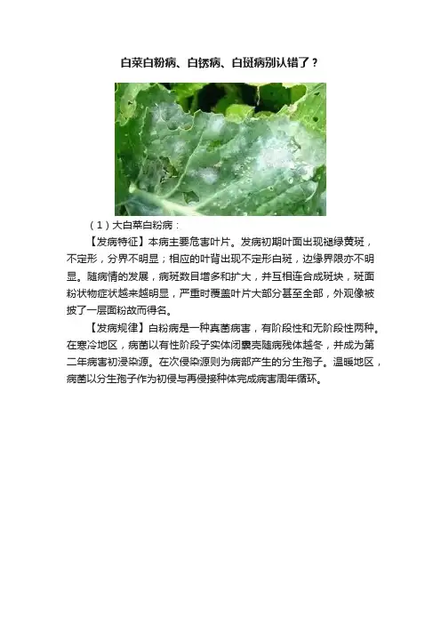 白菜白粉病、白锈病、白斑病别认错了？