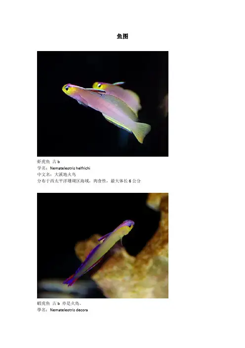 海水鱼资料