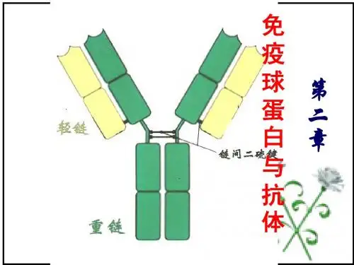 第 2 章免疫球蛋白与抗体