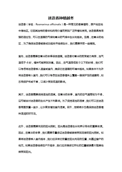 迷迭香种植越冬