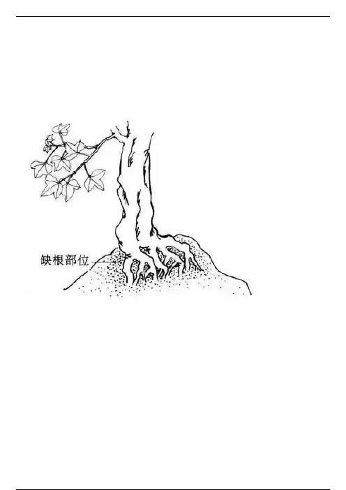 盆景入门造型基础知识