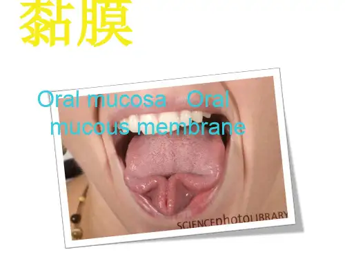 口腔黏膜 口腔组织病理学