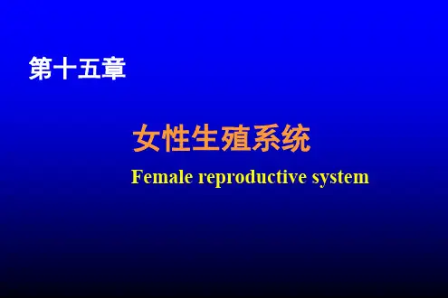 女性生殖系统ppt课件