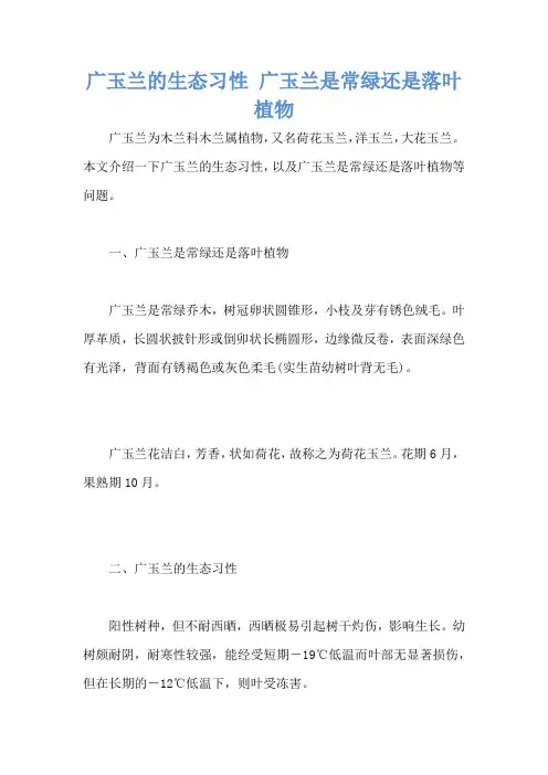 广玉兰的生态习性 广玉兰是常绿还是落叶植物