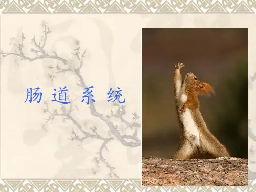 医学影像学第七版肠道系统ppt课件