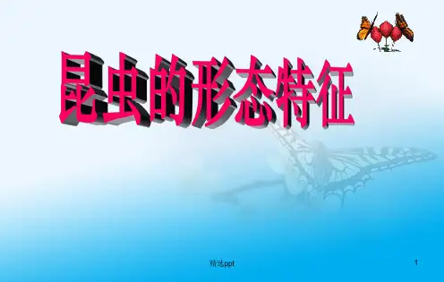 昆虫形态特征