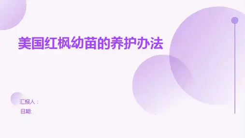 美国红枫幼苗的养护办法