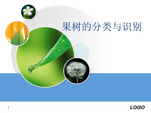 果树的分类与识别(课堂PPT)