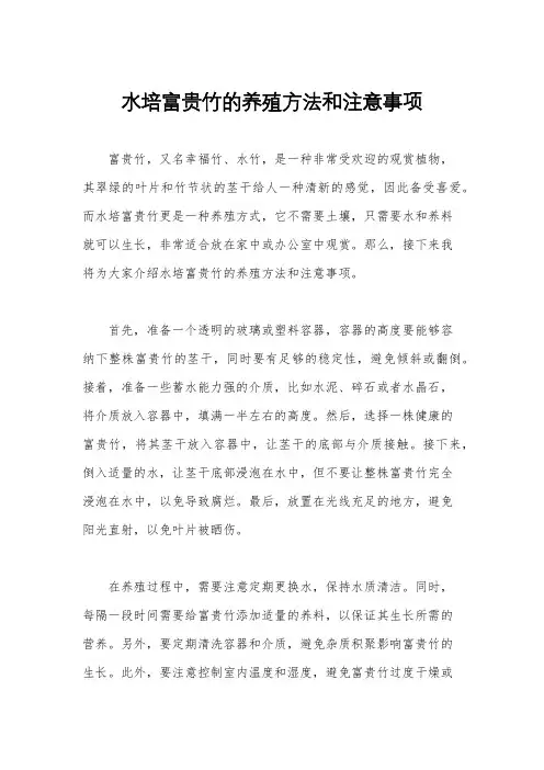 水培富贵竹的养殖方法和注意事项