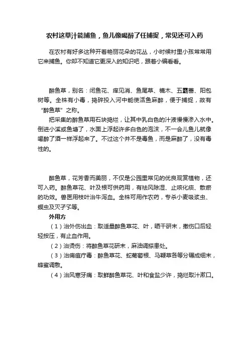 农村这草汁能捕鱼，鱼儿像喝醉了任捕捉，常见还可入药