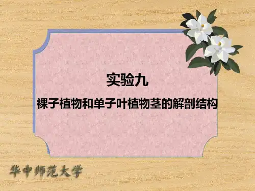 实验九 裸子植物和单子叶植物茎的解剖结构