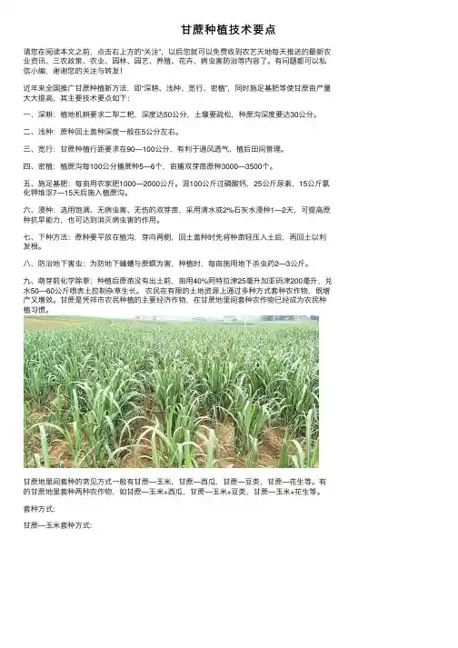 甘蔗种植技术要点