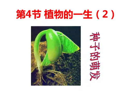 第4节植物的一生(第2课时)——种子的萌发PPT课件(初中科学)