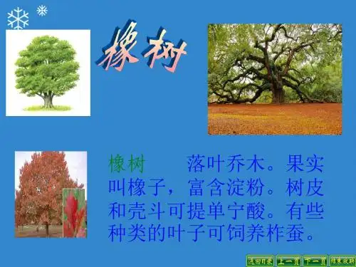 最新部编版人教版三年级下学期语文下册8_路旁的橡树公开优质课件精品