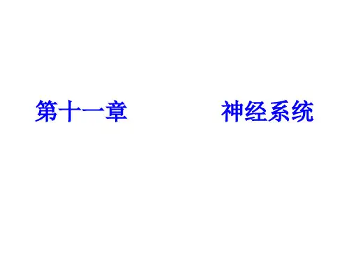 人体解剖生理学  第十一章   神经系统课件