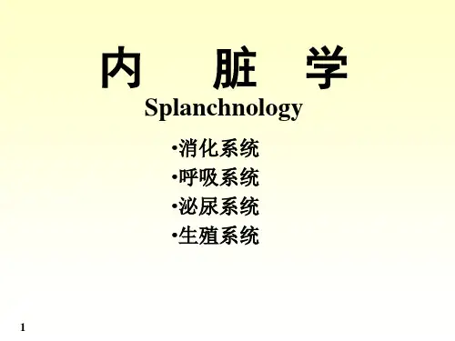 解剖学 消化系统PPT课件