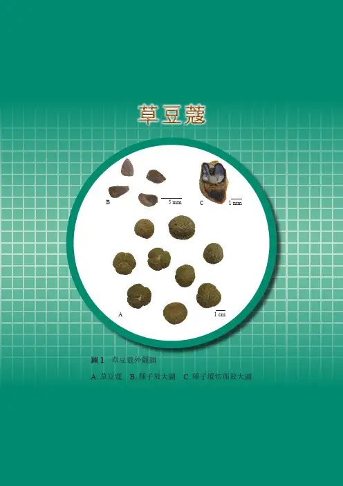 草豆蔻