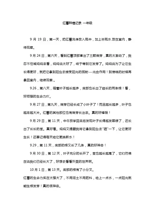 红薯种植记录 一年级