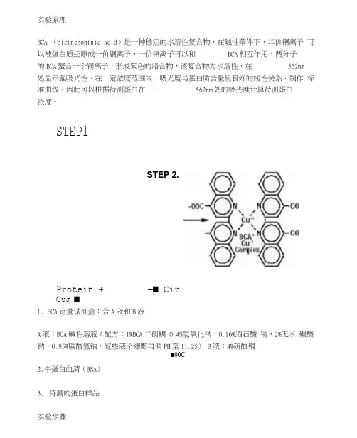 蛋白质定量：(BCA法)