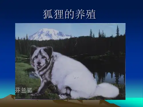 狐狸