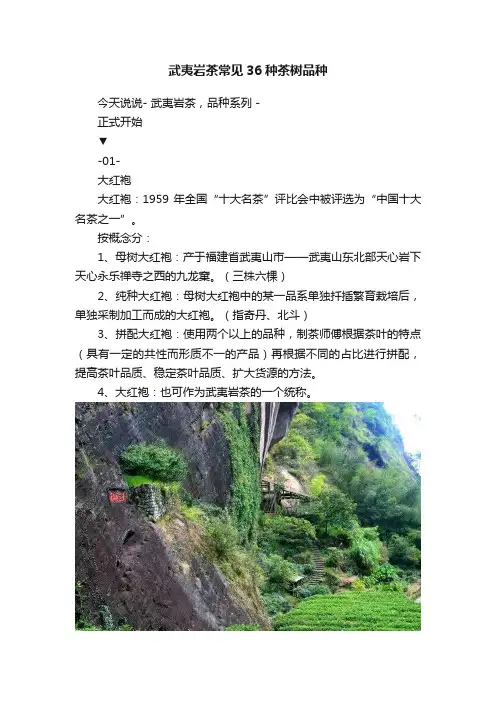 武夷岩茶常见36种茶树品种