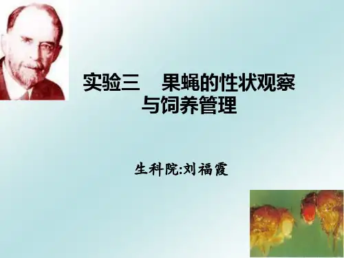实验三果蝇的观察及饲养
