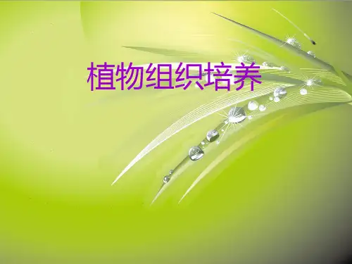 植物组织培养(精)