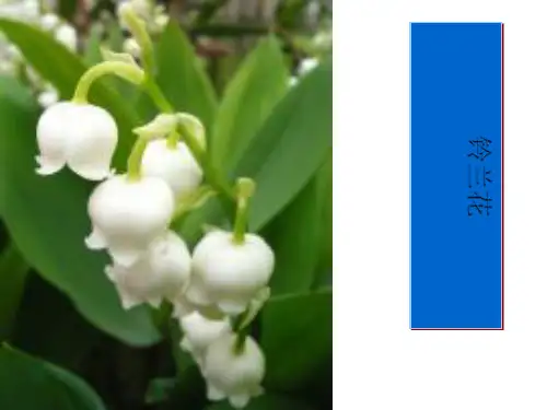 高中语文《铃兰花》PPT4
