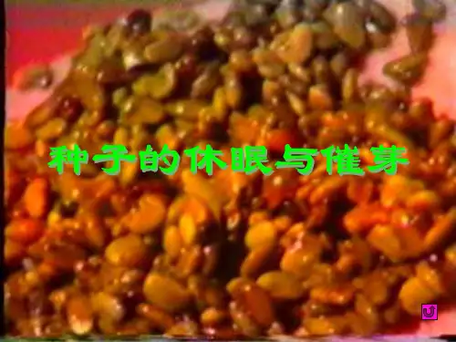 种子的休眠与催芽