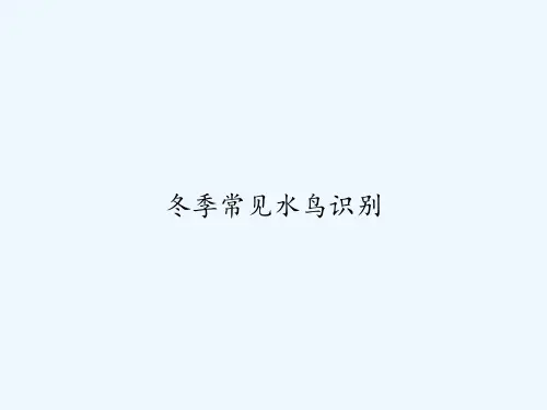 冬季常见水鸟识别 PPT