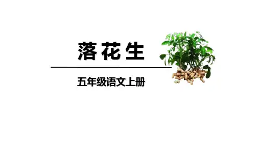 统编版五年级语文上册2《落花生》课件(共33张PPT)