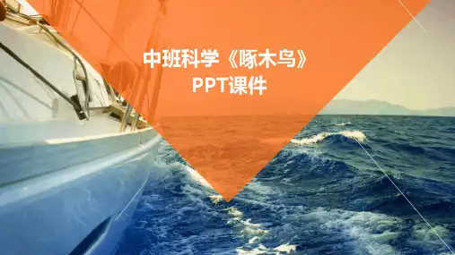 中班科学《啄木鸟》PPT课件