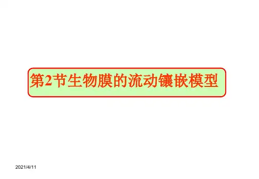 生物膜的流动镶嵌模型PPT课件