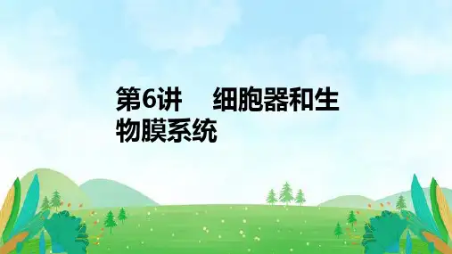 第6讲细胞器和生物膜系统高考生物一轮复习精讲课件(新教材)