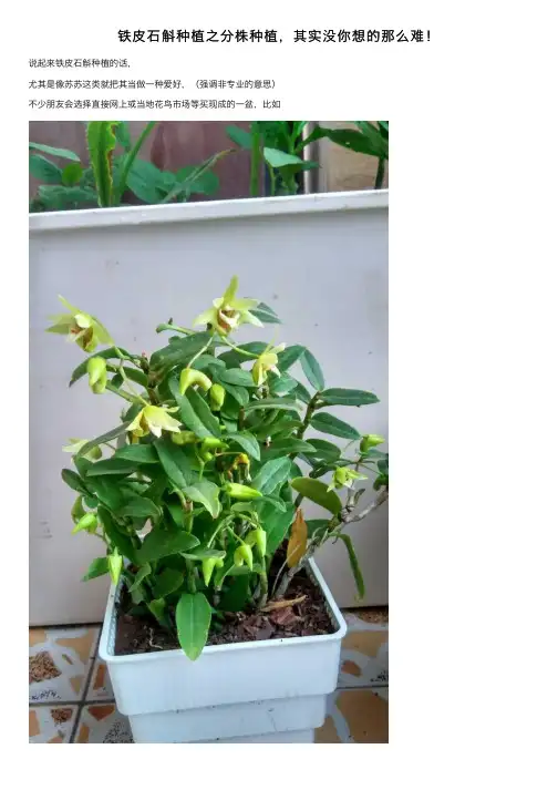 铁皮石斛种植之分株种植，其实没你想的那么难！
