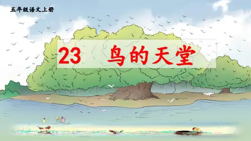 统编版五年级语文上册23鸟的天堂课件(共31张PPT)